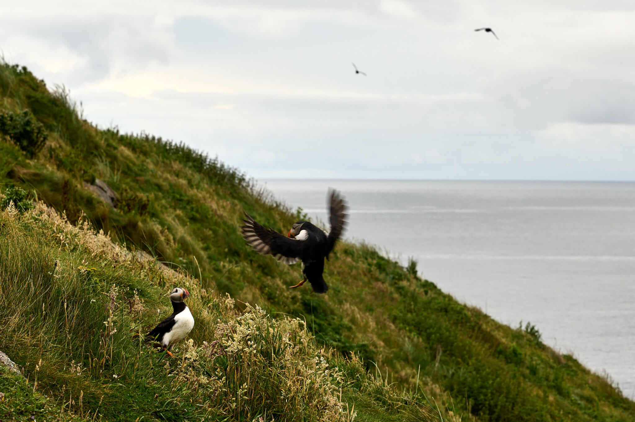 Puffins unterhalten sich auf der Isle of Mingulay in den Äußeren Hebriden